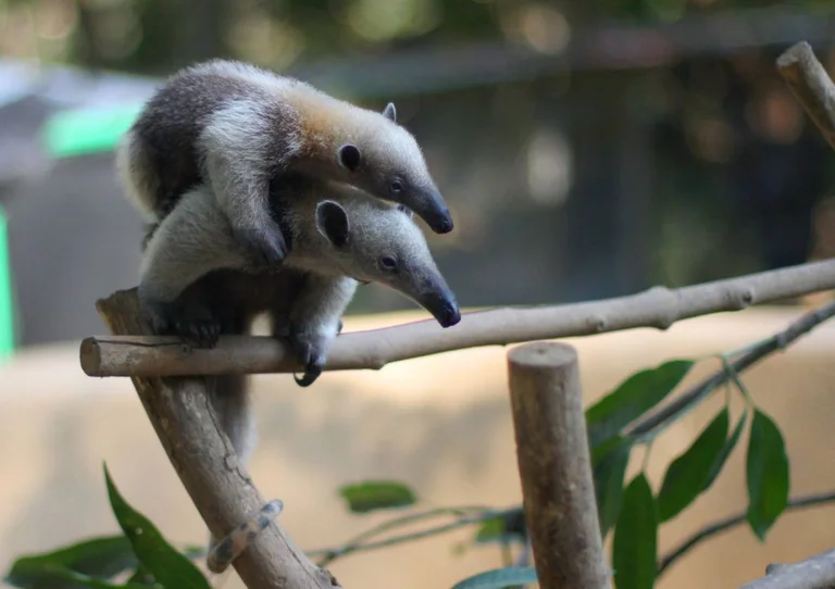 A pair of northern tamanduas perched on a branch, native wildlife cared for at Alturas Wildlife Sanctuary