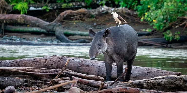 A Baird’s tapir standing on a fallen log along a Corcovado riverbank with a hawk perched on its back