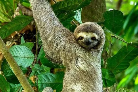 A three-toed sloth reaching between branches in the rainforest canopy near Manuel Antonio