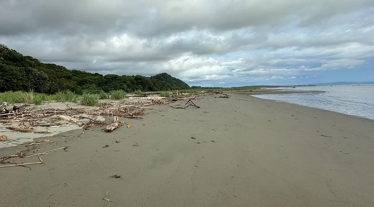 A quiet, undeveloped stretch of Playa Tortuga with driftwood scattered along the sand under an overcast sky