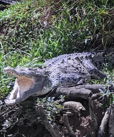A crocodile resting on the muddy bank among the mangroves of the Sierpe-Térraba wetlands