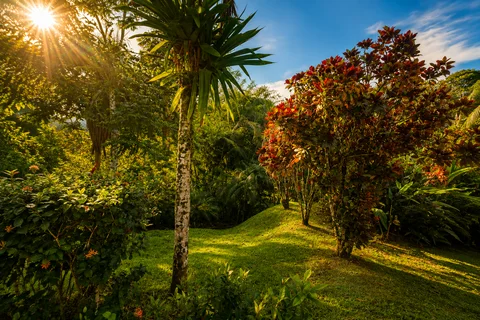 Morning sunlight streaming through the tropical garden, with red croton bushes lining a grassy path