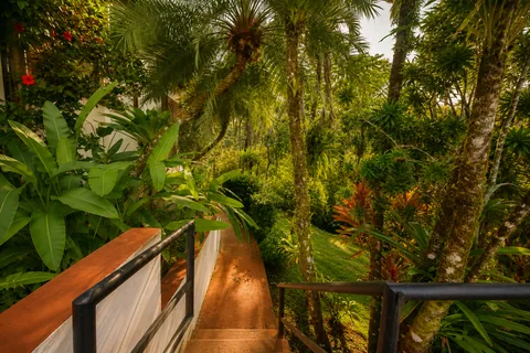 Stone steps winding down through dense tropical jungle and palm trees on the property